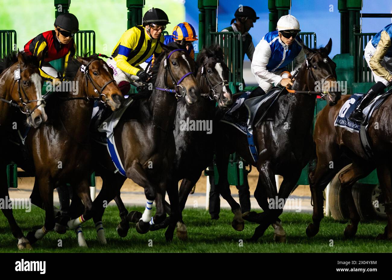 The field for the 2024 Group 1 Longines Dubai Sheema Classic breaks from the gates at Meydan Racecourse, 30/03/24. Credit JTW Equine Images / Alamy. Stock Photo