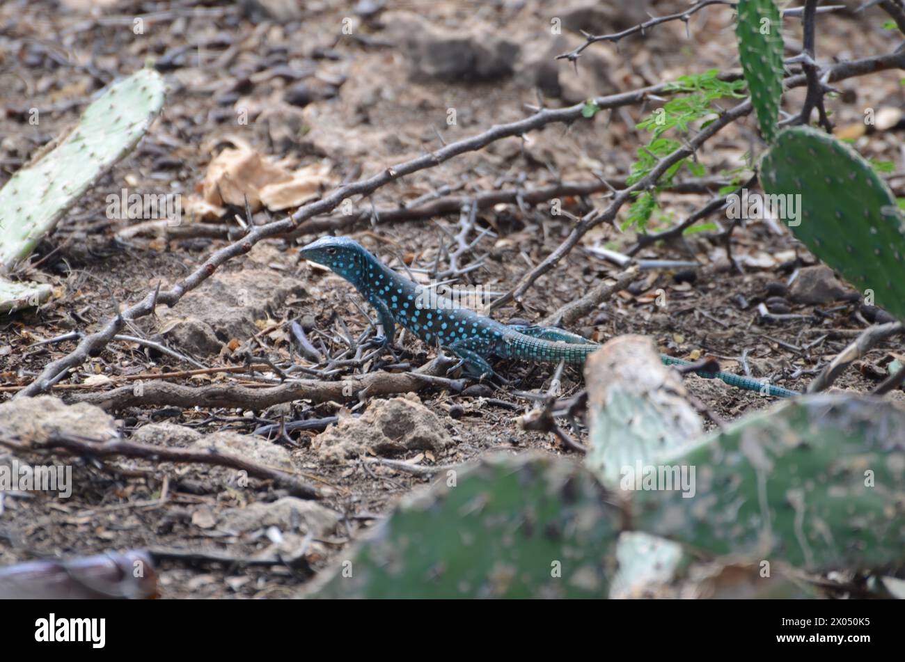 A lizard is laying on the ground in a rocky area. The lizard is blue and green in color Stock Photo