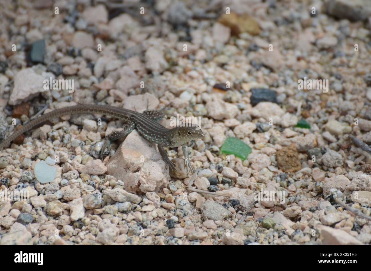 A lizard is on a rock in a desert. The lizard is small and brown. The rock is large and gray Stock Photo