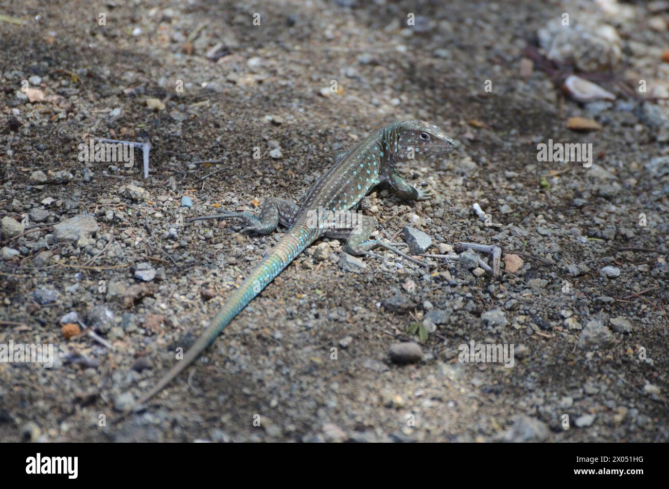 A lizard is laying on the ground in a rocky area. The lizard is blue and green in color Stock Photo