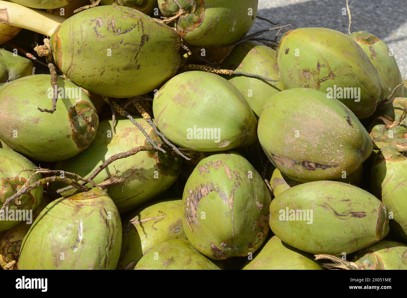 A pile of green coconuts with brown spots on them. The coconuts are piled on top of each other Stock Photo