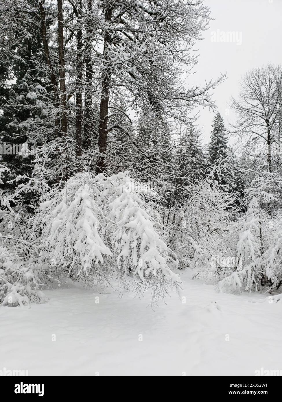 Yard trees storm hi-res stock photography and images - Alamy