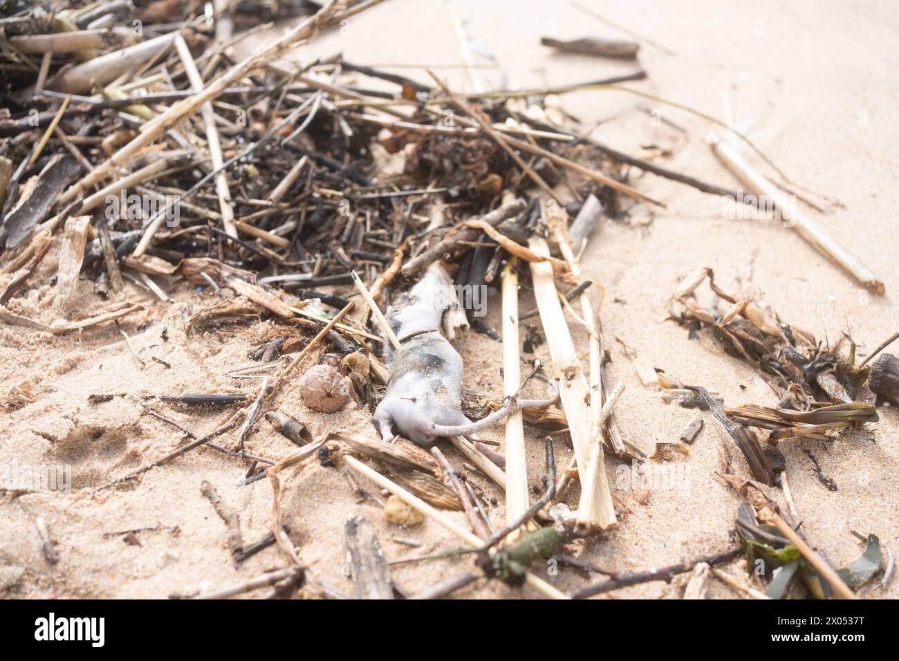 Close-up of deceased rat on sandy beach with flies, surrounded by beach litter, depicting environmental pollution. Dead rodent on sandy beach. Stock Photo