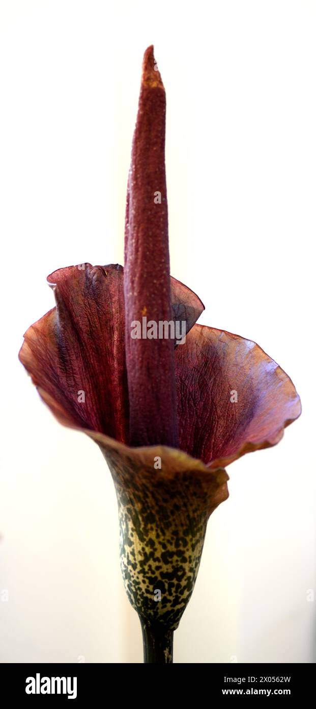 Voodoo Lily (Amorphophallus konjac) on White Stock Photo