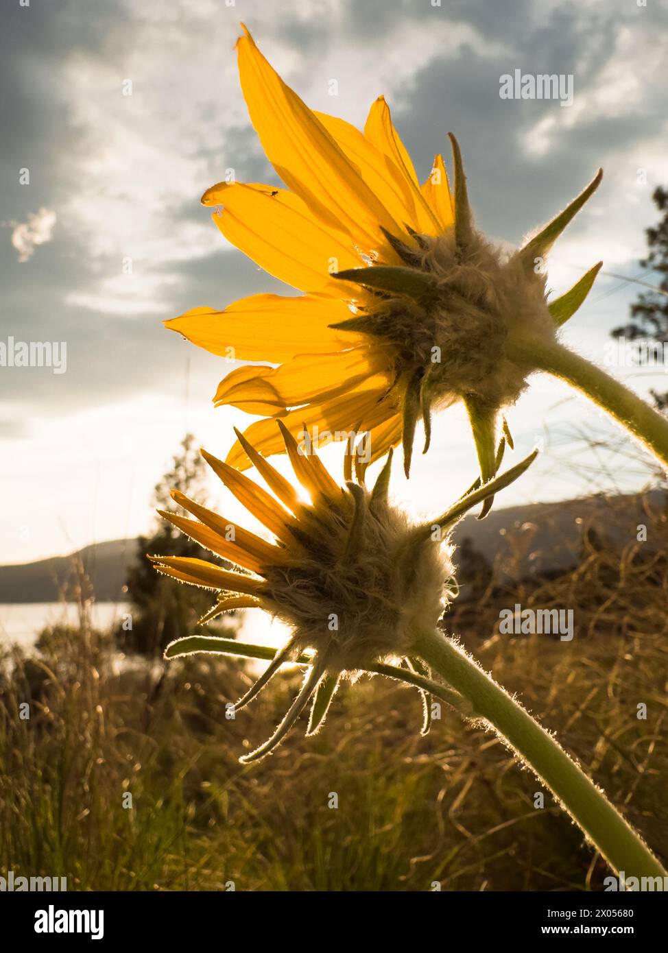Wildflowers british columbia hi-res stock photography and images - Alamy