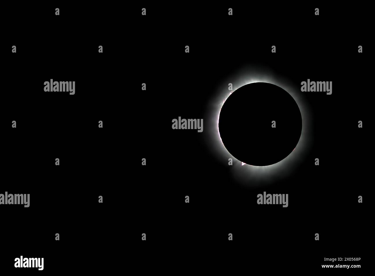 The total solar eclipse on April 8, 2025. A "ring of fire" with prominences is visible Stock