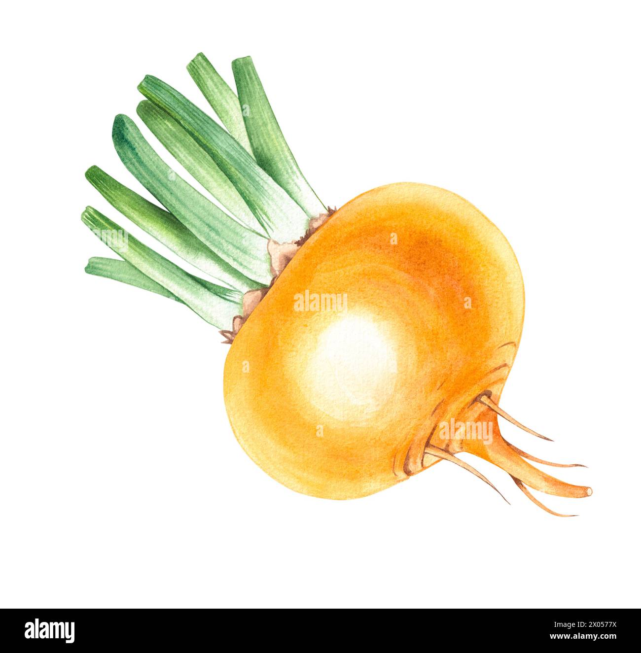 Watercolor yellow turnip vegetable hand drawn isolated on white. Turnip vegetable for menu design, kitchen utensils, logo, printing, etc. Stock Photo