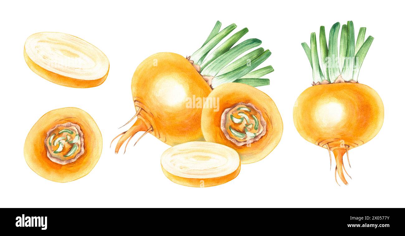 Watercolor set of turnips, hand drawn isolated on white. Turnip vegetable for menu design, kitchen utensils, logo, printing, etc. Stock Photo