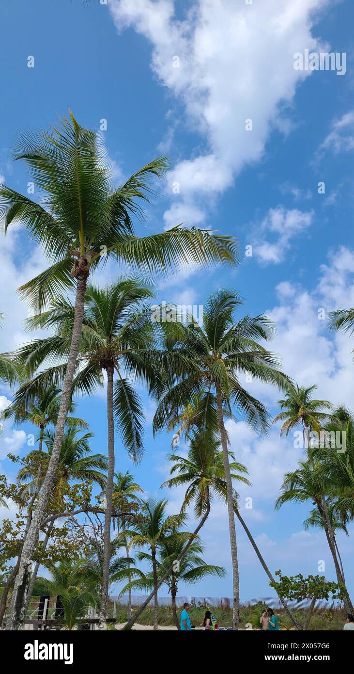 Beautiful tall palm trees in the Bahamas are picture perfect against the blue sky with white clouds Stock Photo