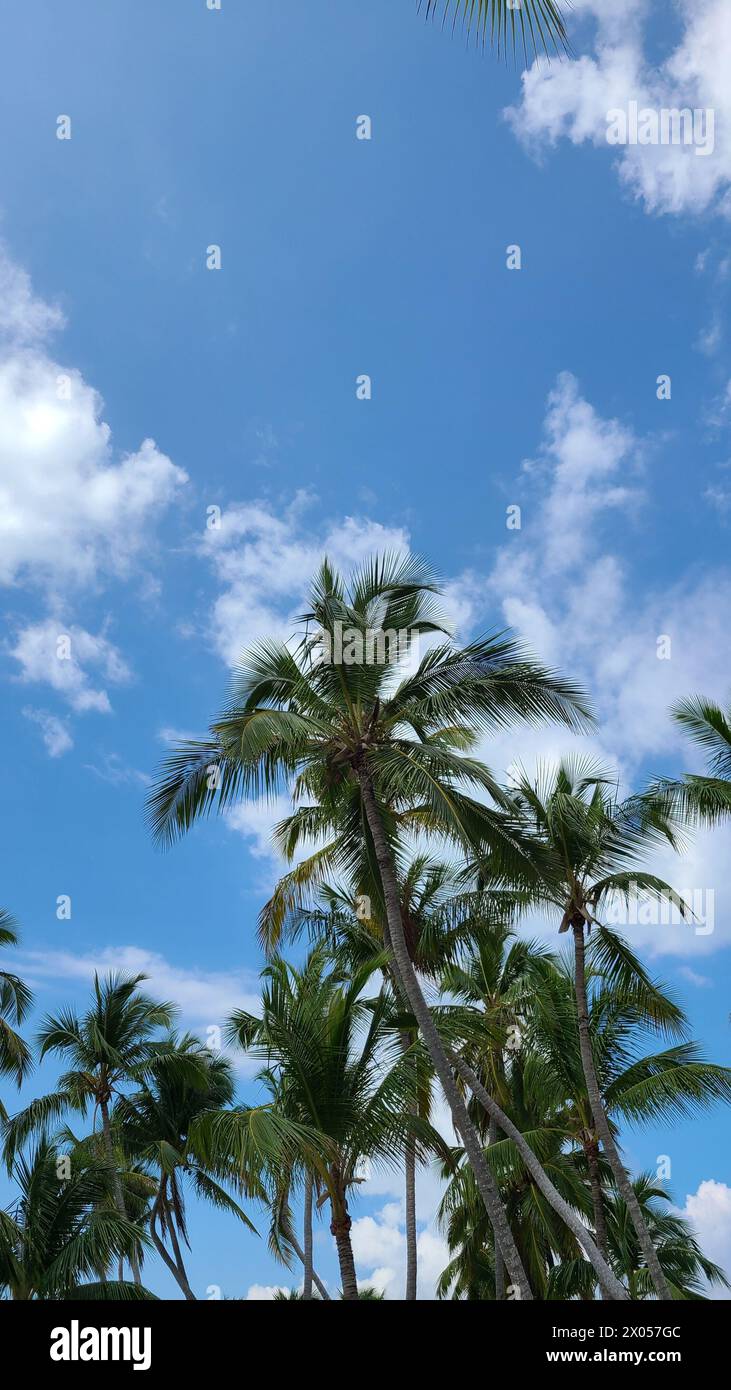 Beautiful tall palm trees in the Bahamas are picture perfect against the blue sky with white clouds Stock Photo