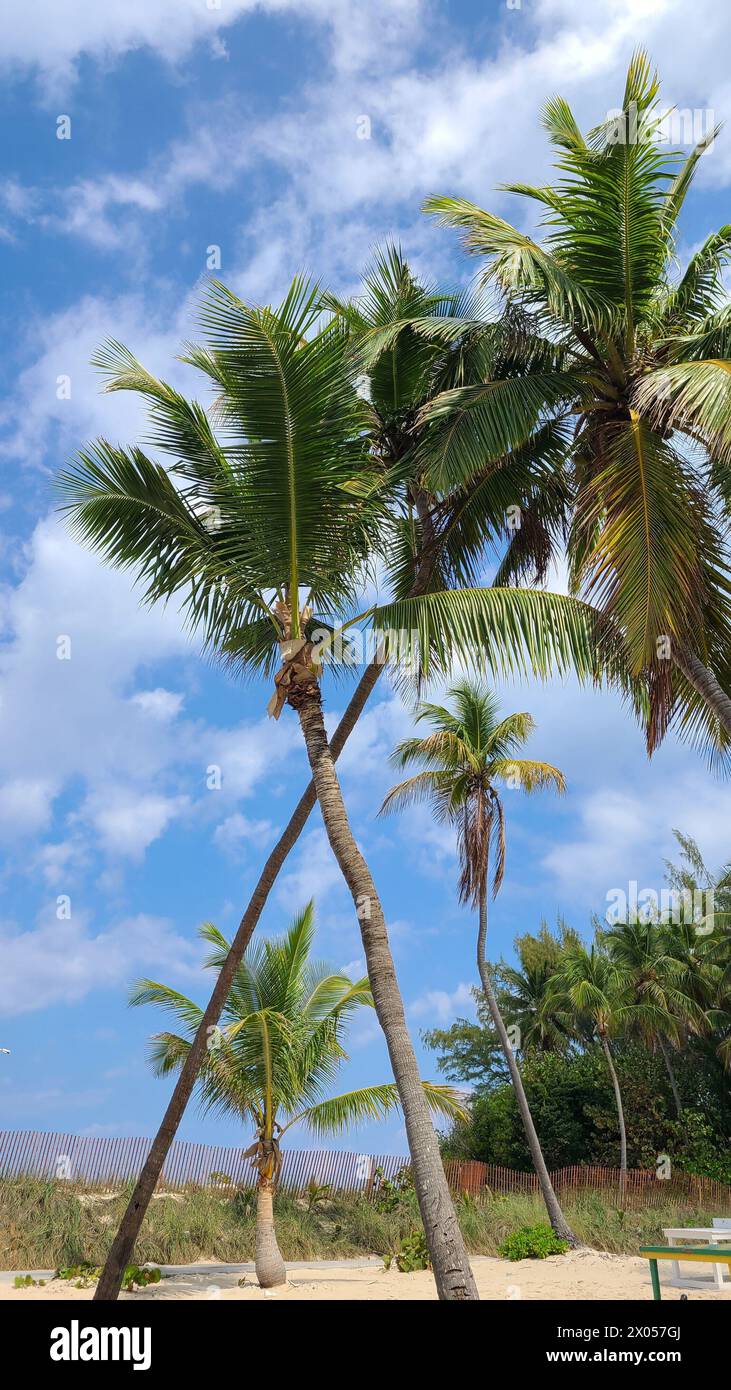 Beautiful tall palm trees in the Bahamas are picture perfect against ...