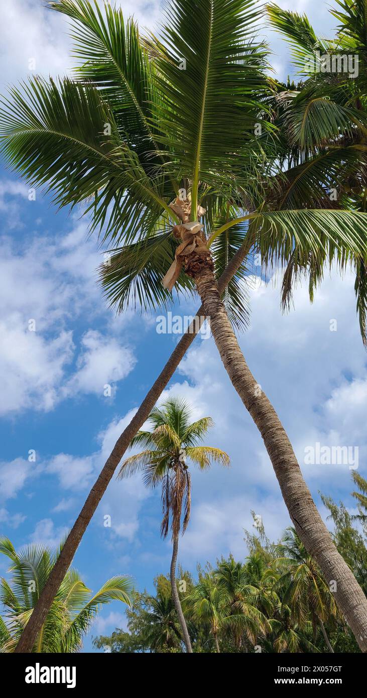 Beautiful tall palm trees in the Bahamas are picture perfect against ...