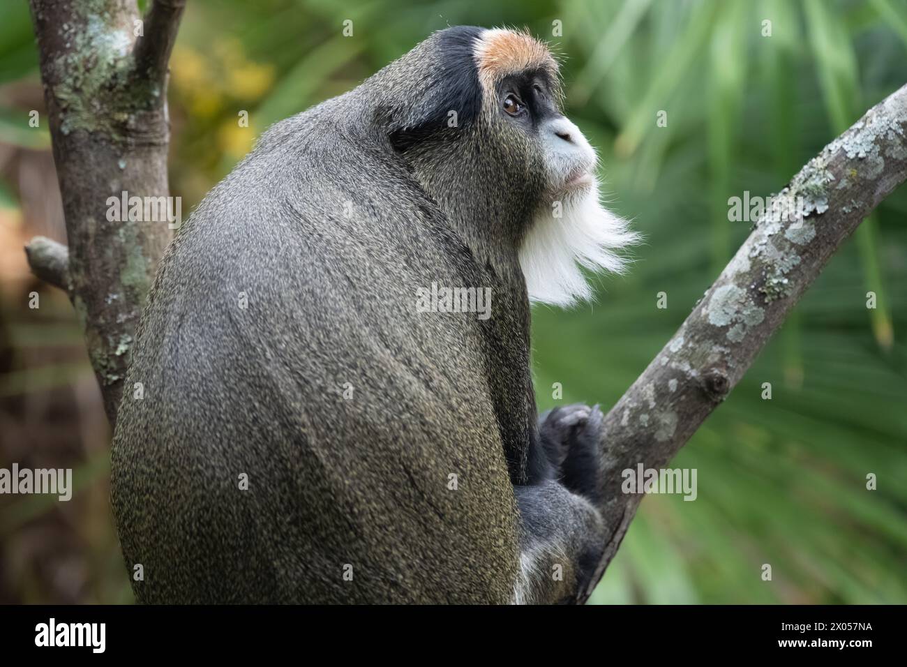 De Brazza's monkey (Cercopithecus neglectus), a central Africa primate, at the Birmingham Zoo in Birmingham, Alabama. (USA) Stock Photo