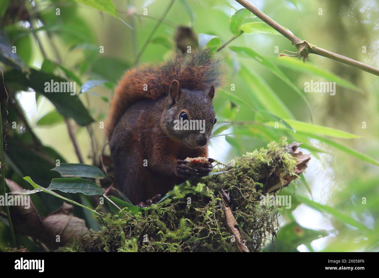 The red-tailed squirrel (Sciurus granatensis) is a species of tree squirrel distributed from southern Central America to northern South America. This Stock Photo