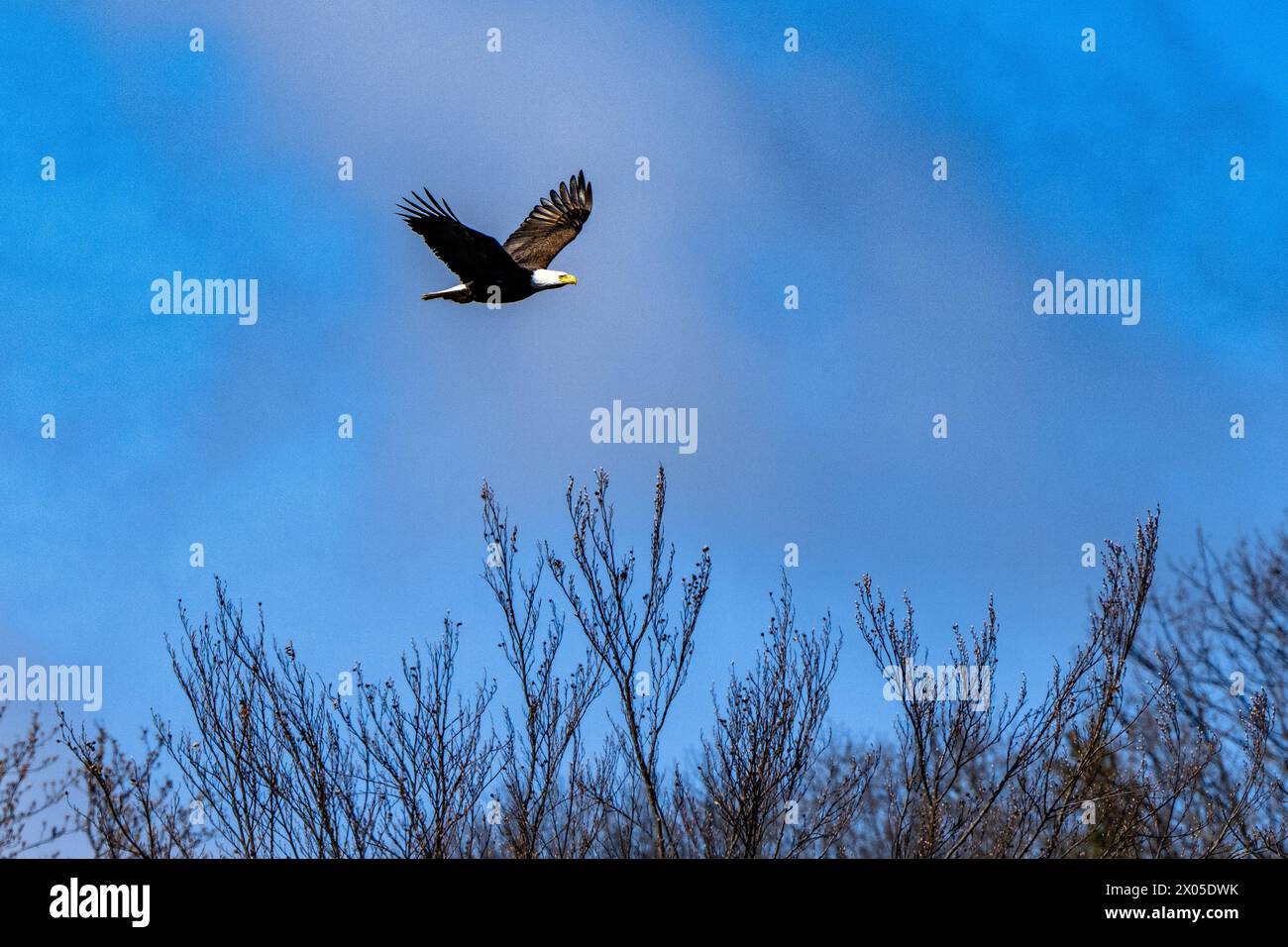 American Bald Eagle soars under a deep blue sky with spread wings Stock Photo