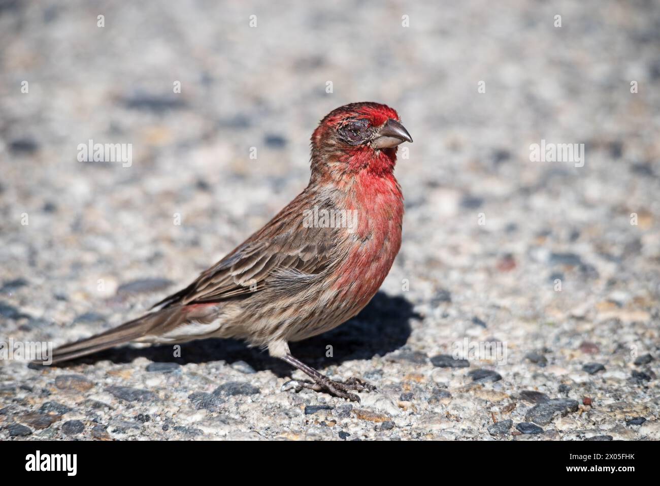 male house finch on the ground with severe house finch eye disease or mycoplasmal conjunctivitis Stock Photo
