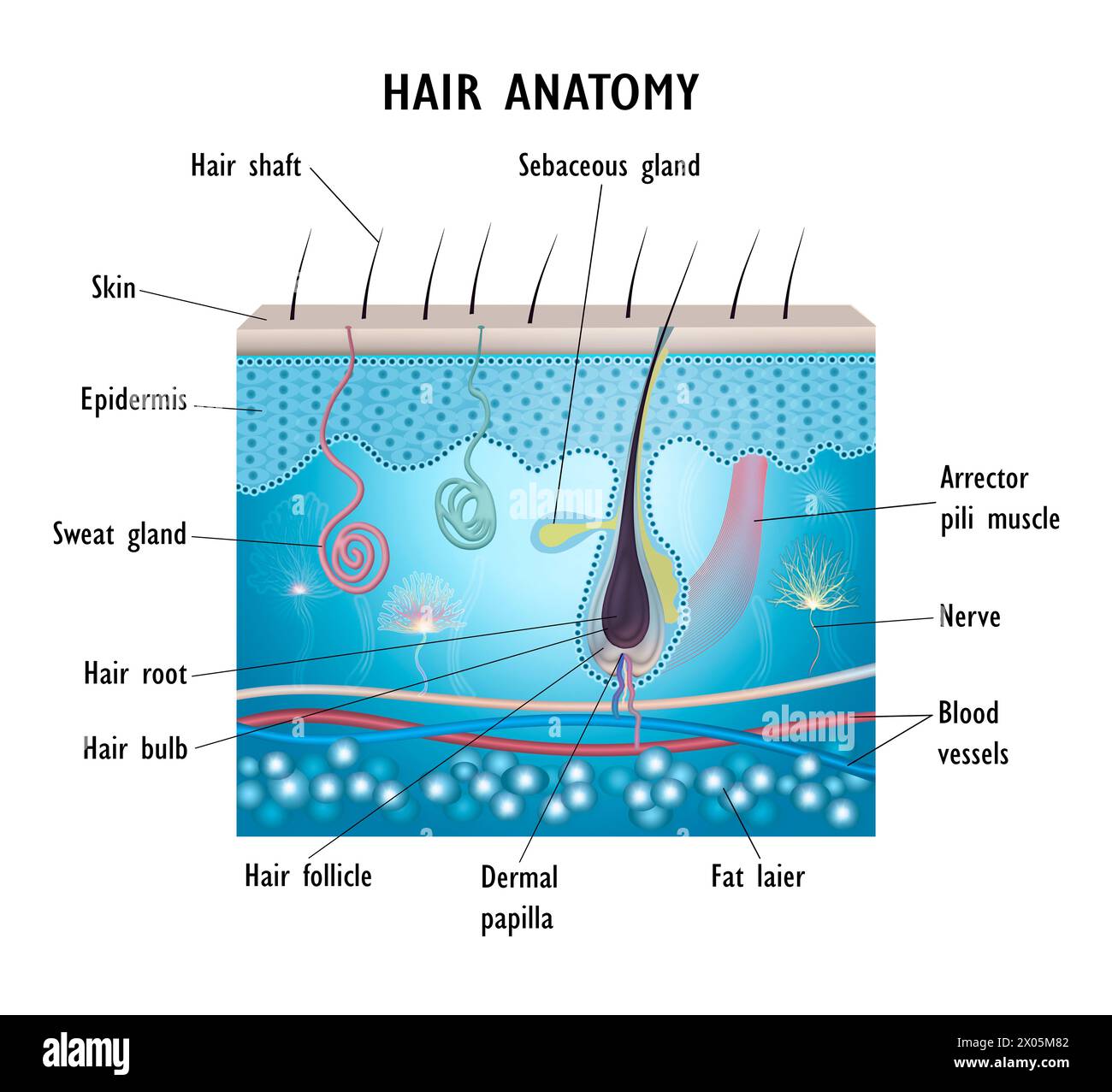 Hair anatomy. Hair growth, anatomy diagram of human hair. AD for oil or ...