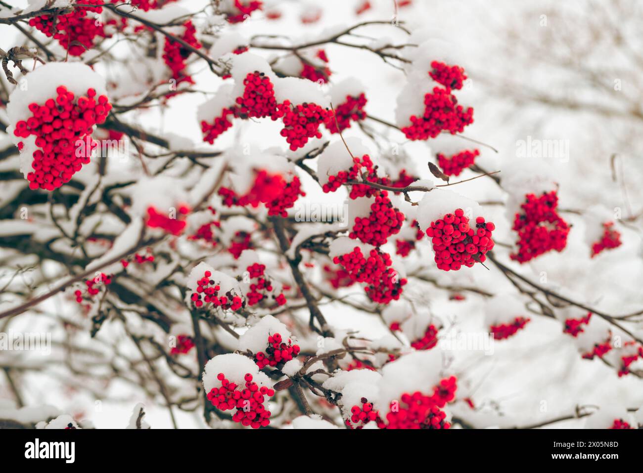 red berries rowan in snow winter background Stock Photo - Alamy