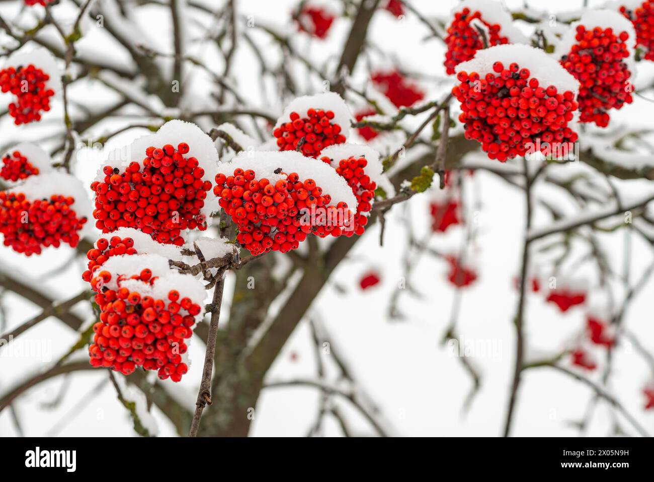 red berries rowan in snow winter background Stock Photo - Alamy