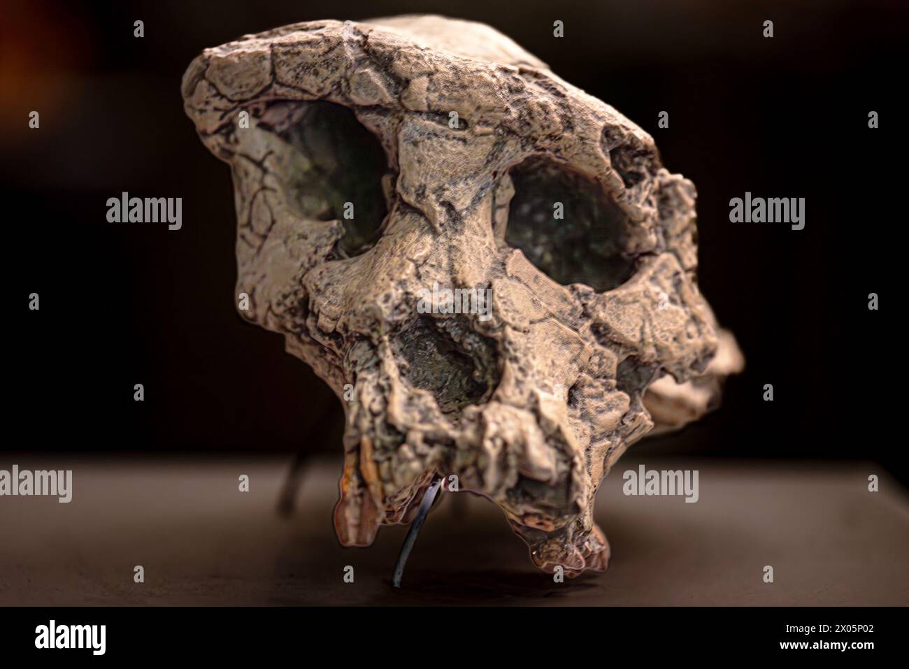 Sahelanthropus hi-res stock photography and images - Alamy