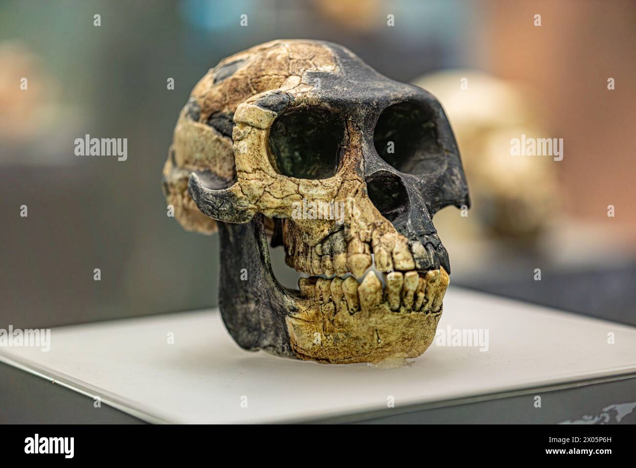 Ardipithecus ramidus is a species of australopithecine from the Afar region of Early Pliocene Ethiopia 4.4 million years ago Stock Photo