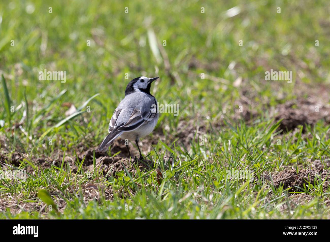 A white wagtail stands stands on a grass Stock Photo