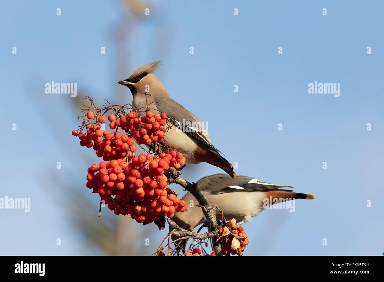 waxwing winter passerine bird feeding on berries Stock Photo