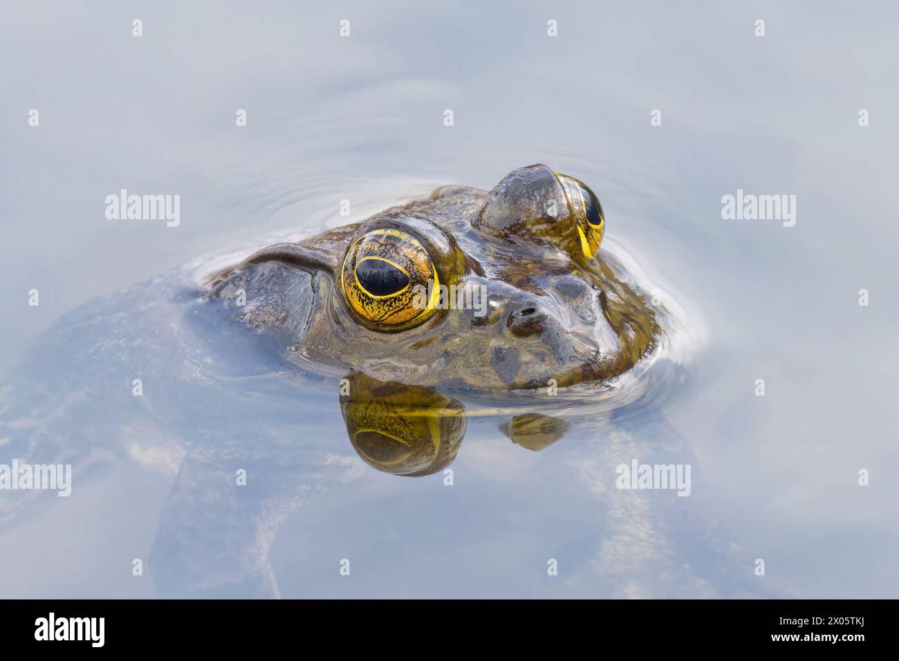 The American bullfrog (Lithobates catesbeianus), often simply known as the bullfrog in Canada and the United States Stock Photo
