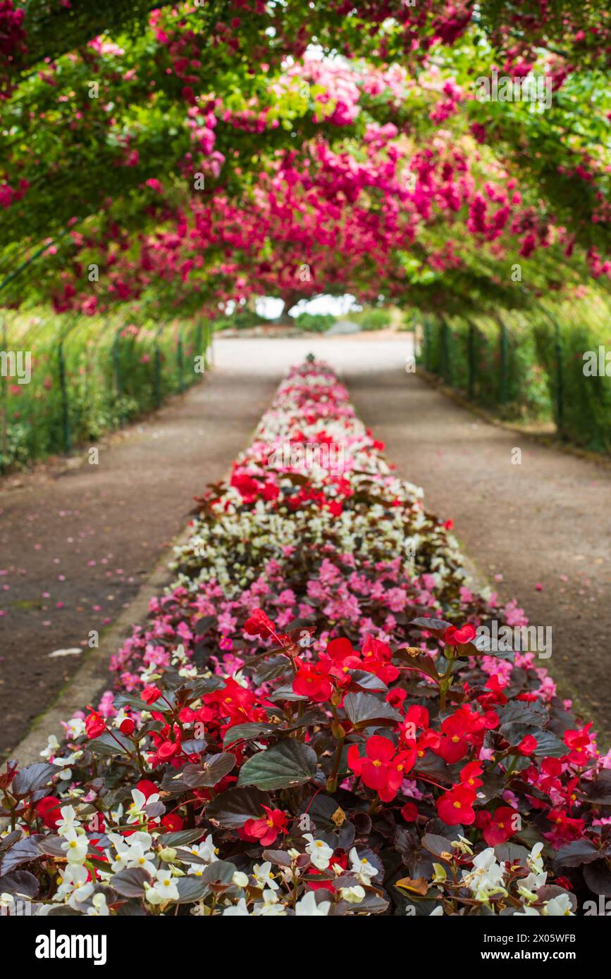 GARDEN ビューティフル Beautiful Rose garden point defiance park hi-res stock photography and