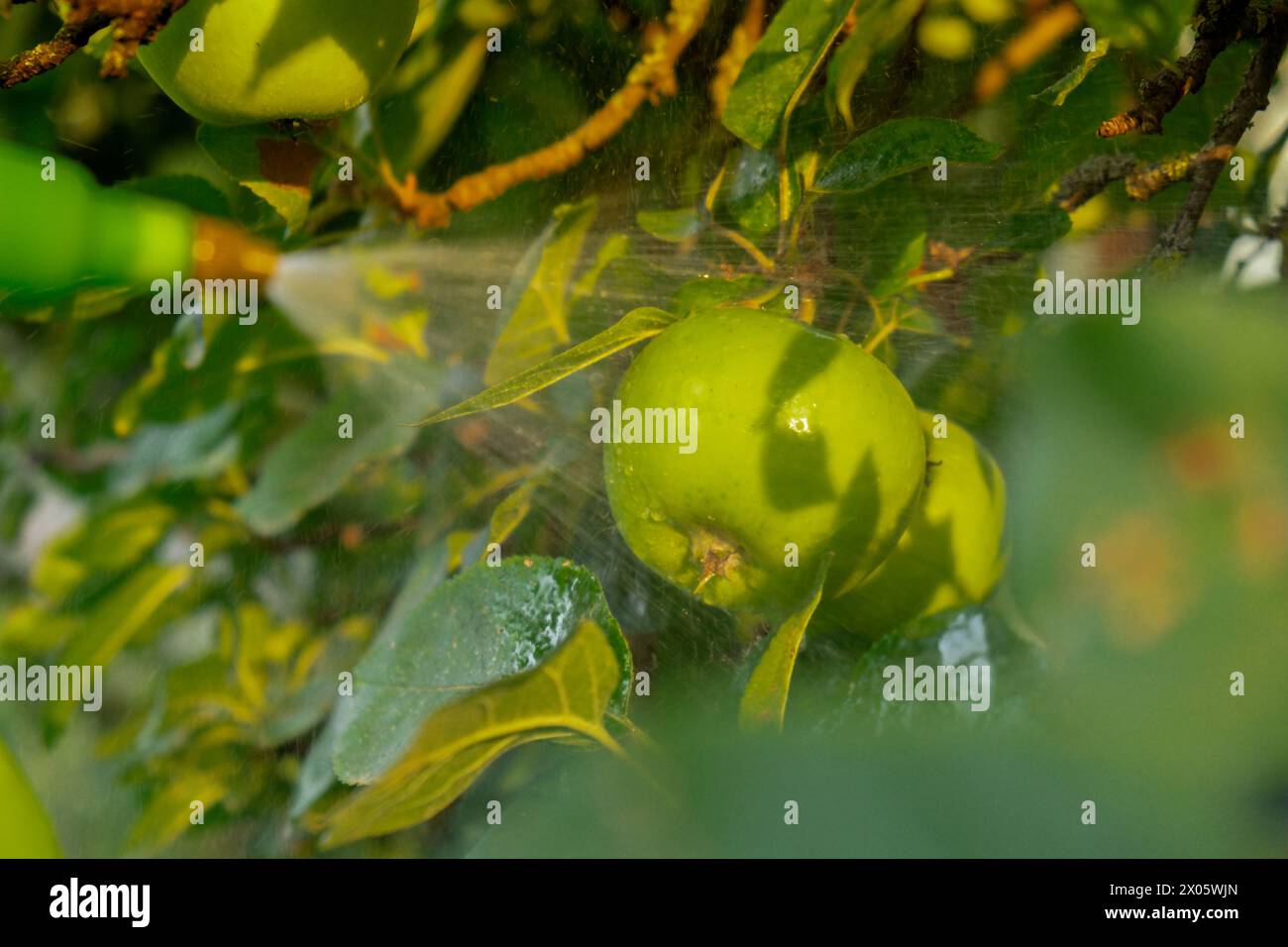 Eats insects and fruit hi-res stock photography and images - Alamy