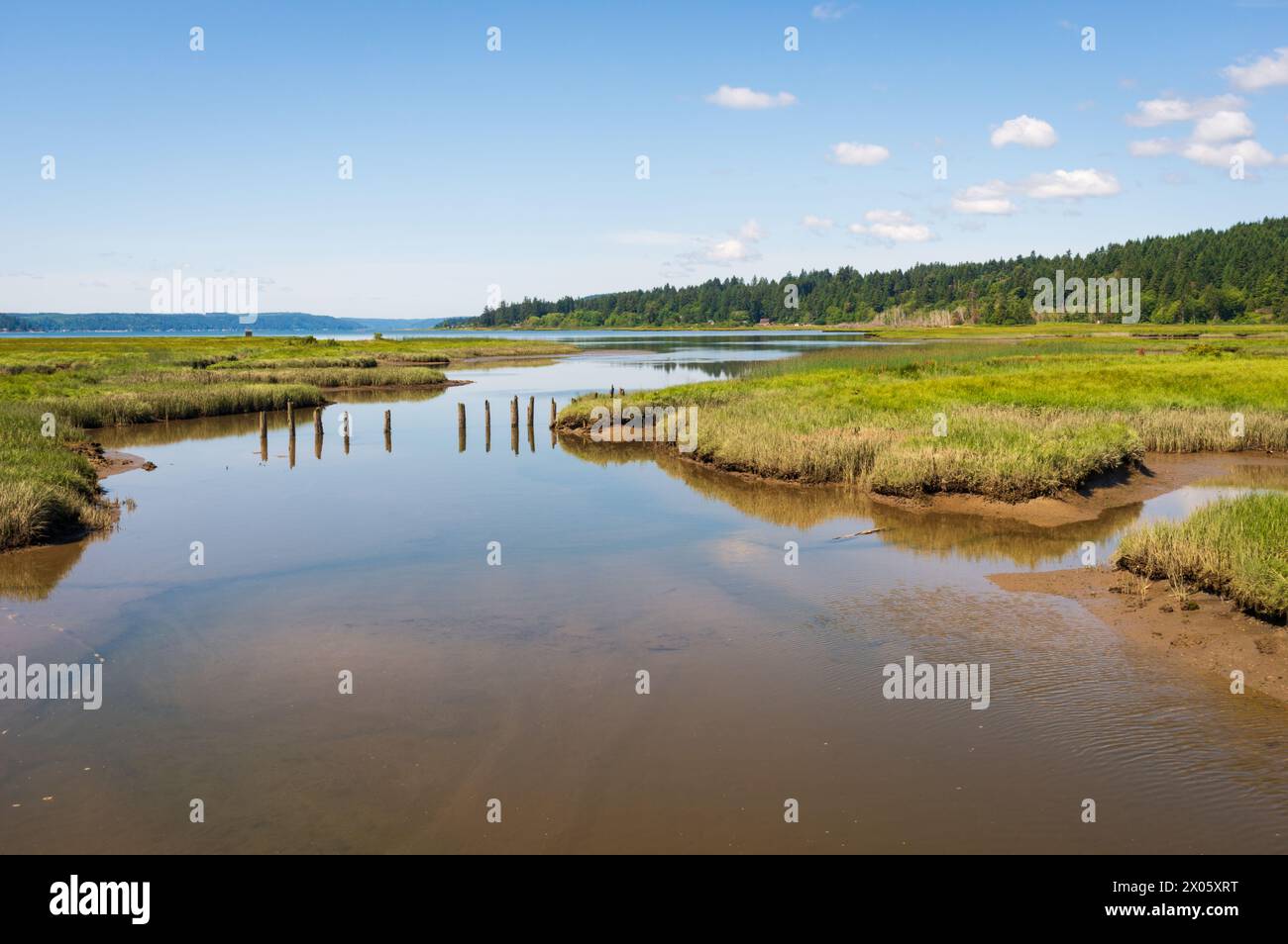 Theler wetlands nature preserve in belfair washington state usa stock