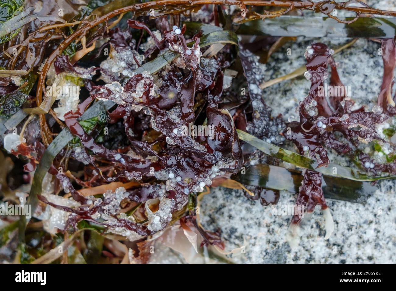 Twoweek old dead eggs from Pacific herring lie attached to kelp on a