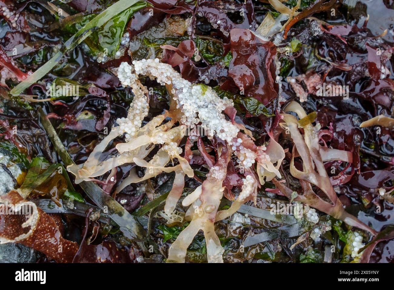 Ocean dead zone hires stock photography and images Alamy