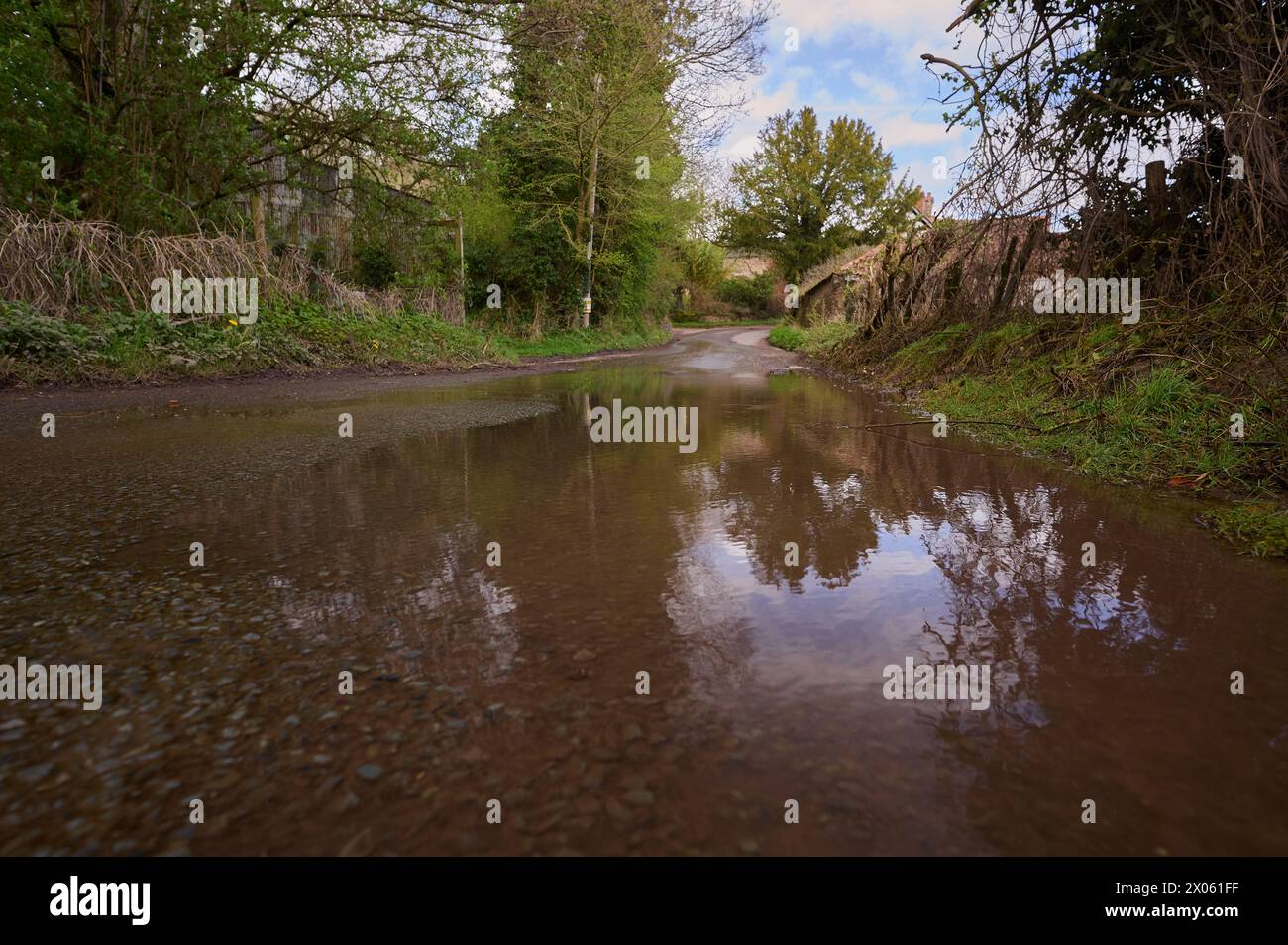 ground level image of brown water puddle in road in english countryside next to grass verge and hedgerow Stock Photo