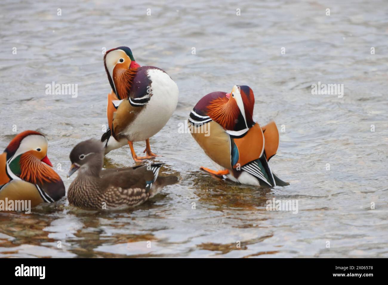 The mandarin duck (Aix galericulata) is a perching duck species native