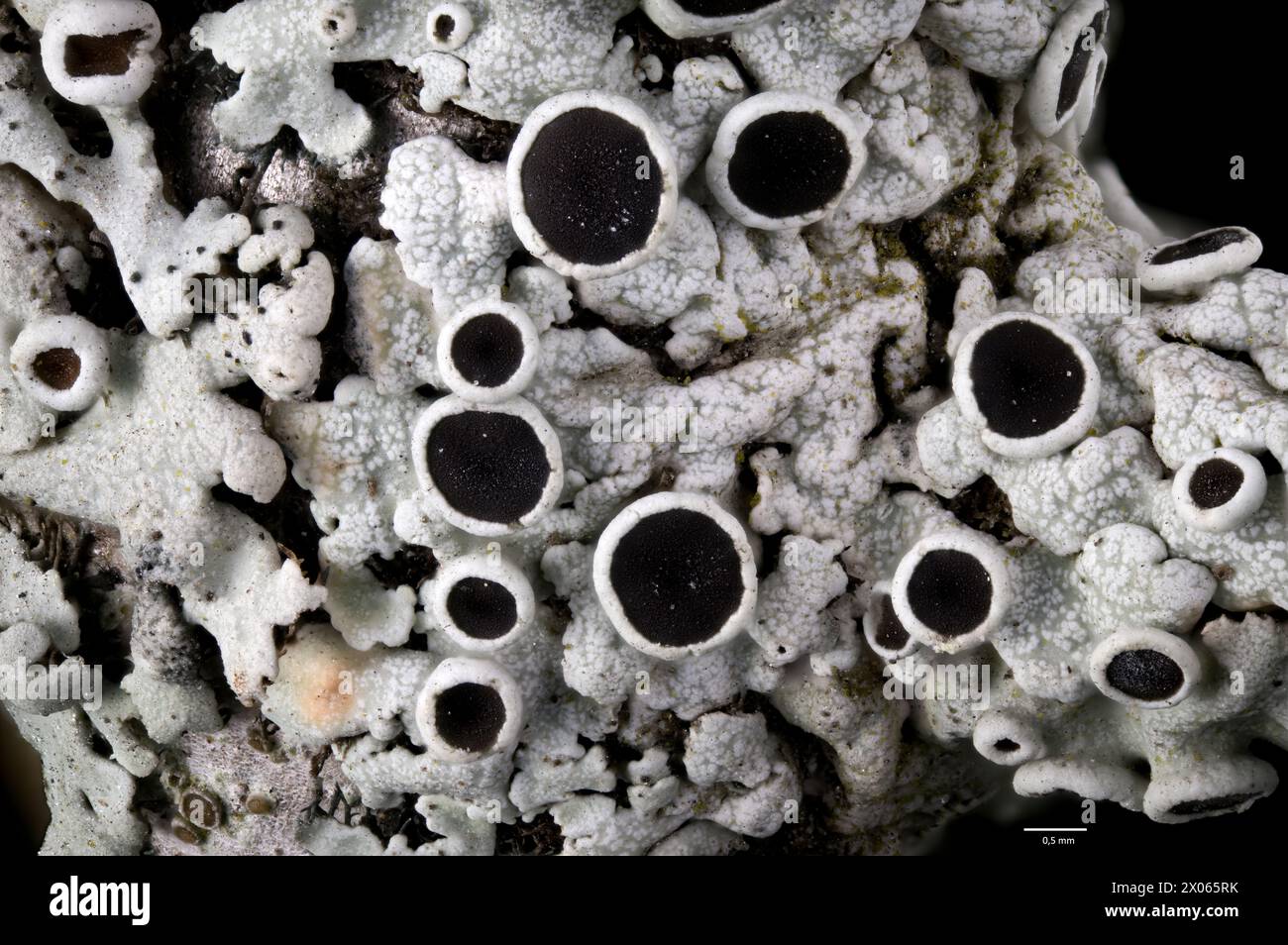 Rim lichen (Lecanora sp., possible L. circumborealis) with prominent apothecia (ascocarps or fruiting bodies). From Hidra, south-western Norway. Stock Photo