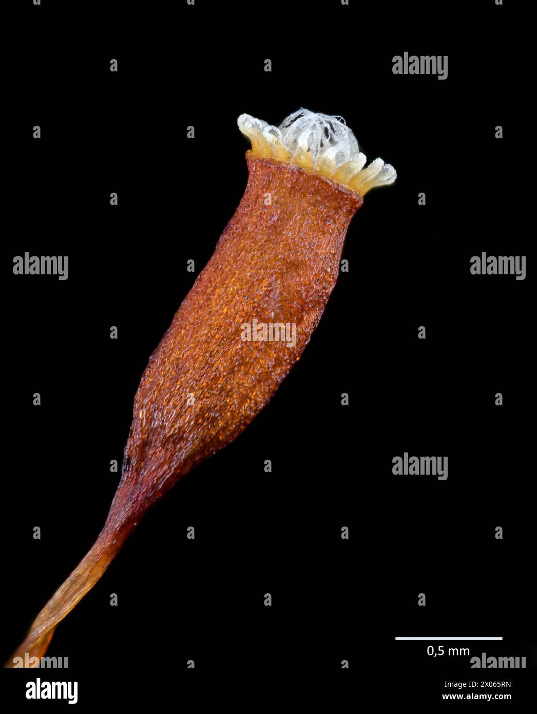 Spore capsule (peristome) of littering wood moss (Hylocomium splendens). Stock Photo