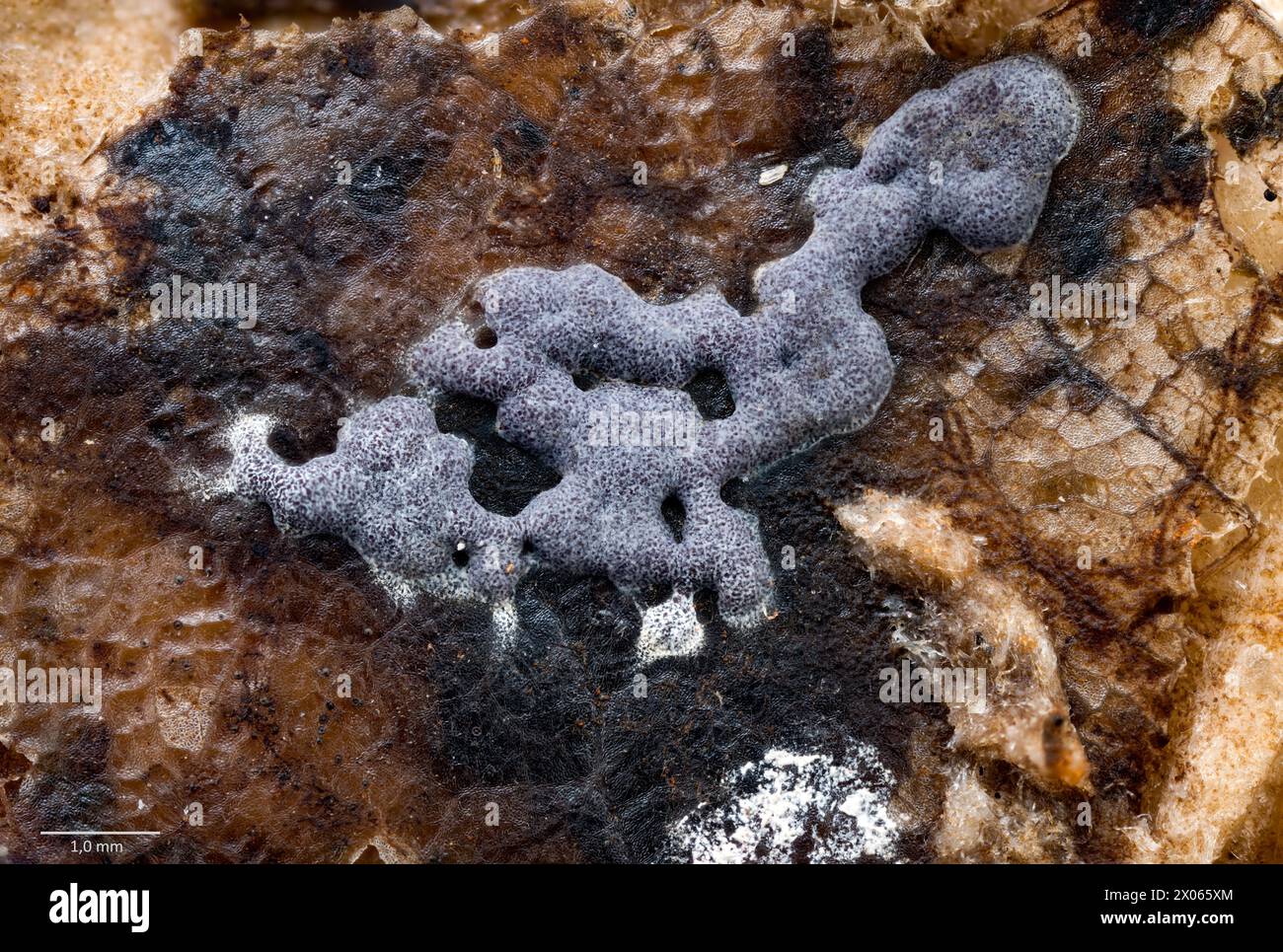 Plasmodial slimemold probably from genus Fuligo. Growing from decaying leaf (Acer sp.) after 5 months in culture. South-western Norway. Stock Photo