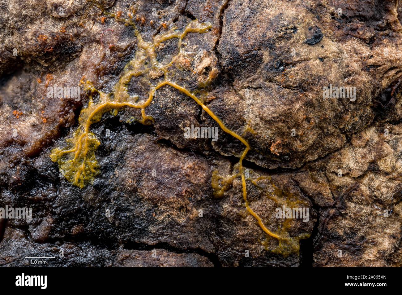 Plasmodium of slime mould (Badhamia sp.?) growing on a decaying leaf (Acer sp.)  collected in south-western Norway. Stock Photo