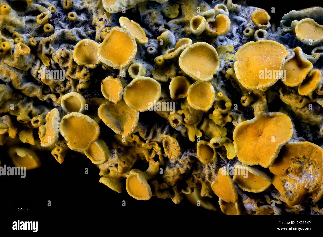 Common orange lichen (Xanthoria parietina) with several ascocarpsw (ascomata or fruting bodies) growing on a tree branch in south-western Norway. Stock Photo