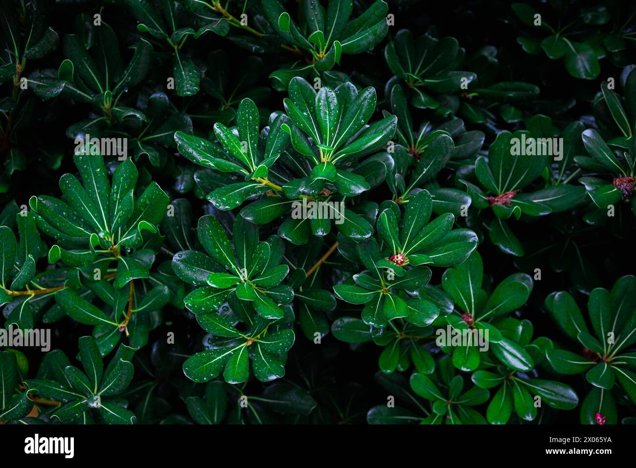 Lush green foliage with raindrops. Colorful, textured, contrasting image of the leaves of the Pittosporum tobira (Australian laurel) Stock Photo