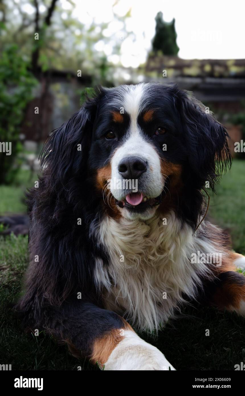 Bernese mountain dog Stock Photo