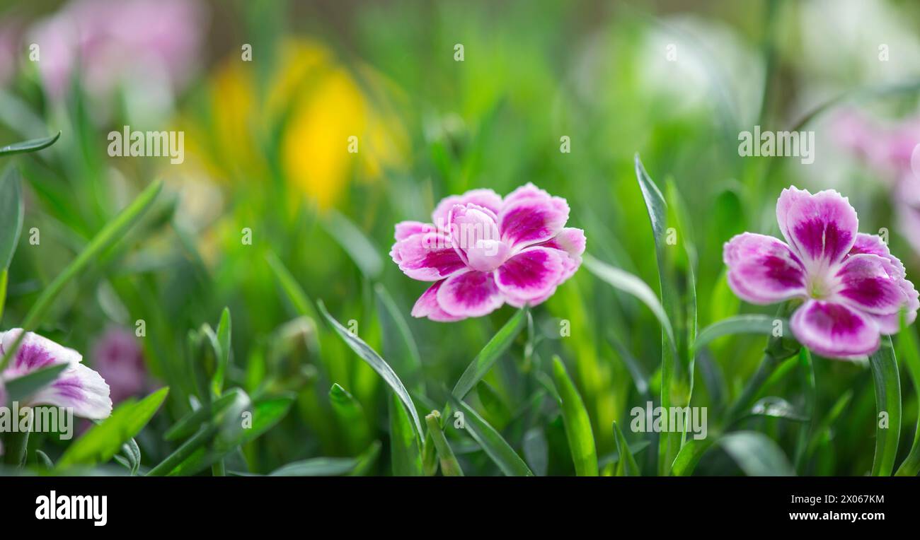 closeup up on beautiful pink flowers of carnation-dianthus chinensis- blooming  in a garden Stock Photo