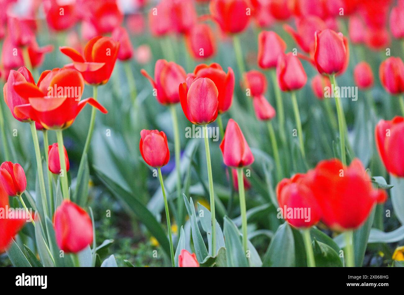 Red tulips, common name for all species, hybrids and cultivars of this genus, Tulipa is a genus of plants Stock Photo