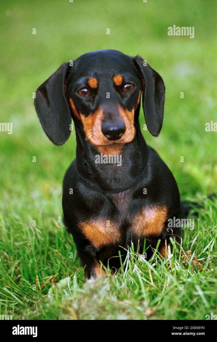 Miniature Smooth Haired Dachshund Black and Tan Facing Camera Stock Photo