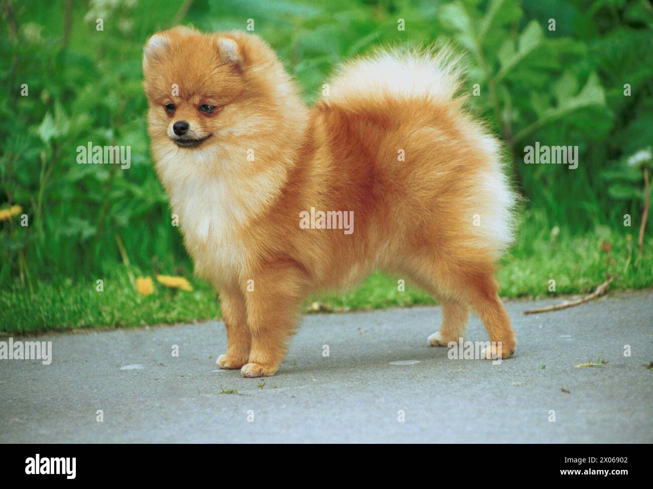 Pomeranian Cream Sable Dog Stood Sideways on a Garden path Stock Photo