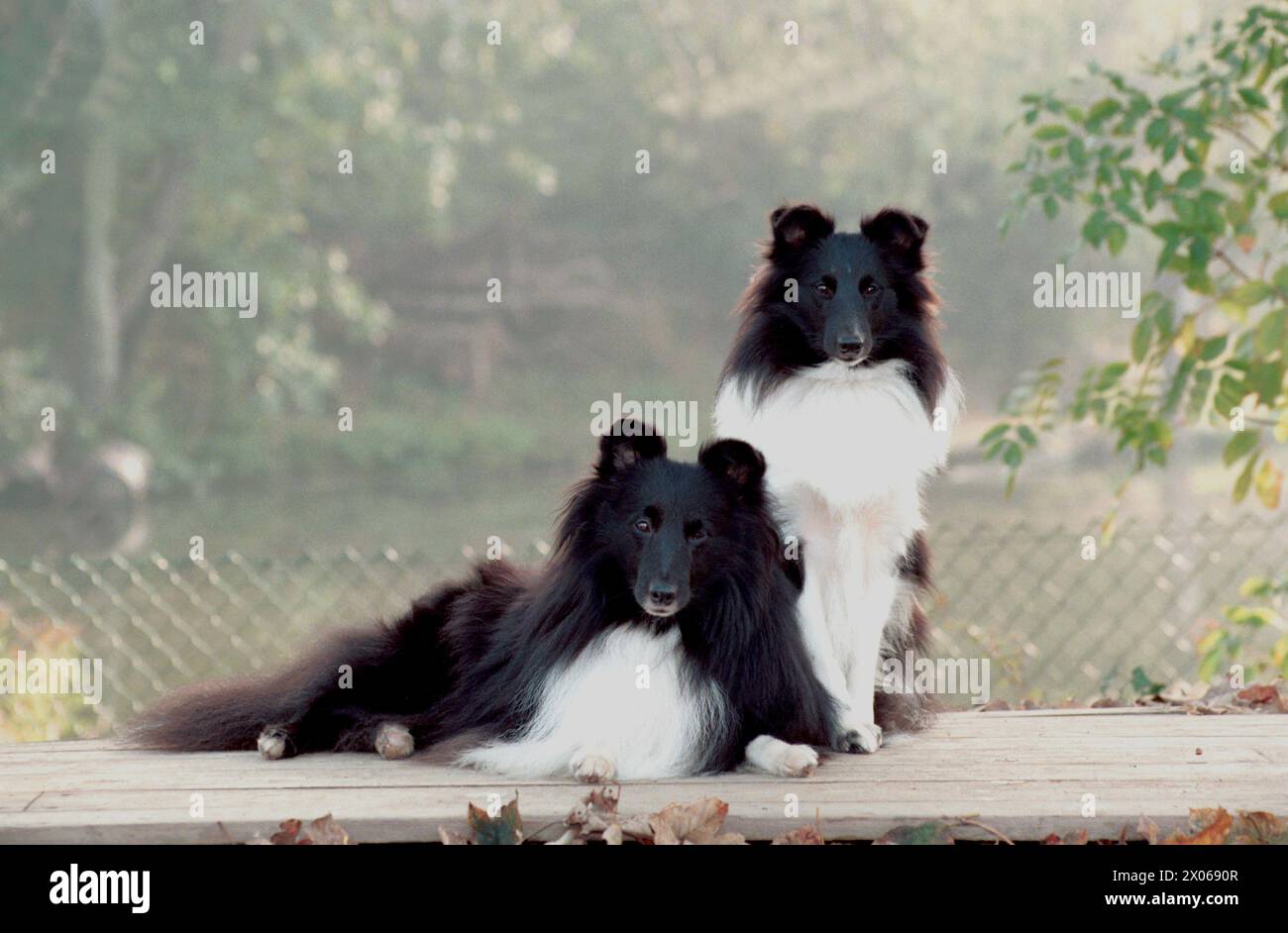 Bi Black Shetland Sheepdogs Posing Together in the Garden Stock Photo