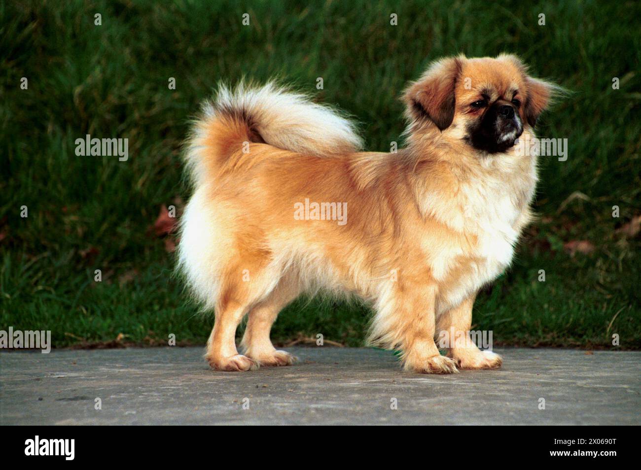 Tibetan Spaniel Cream Dog Side View on Path in front of Greenery Stock Photo