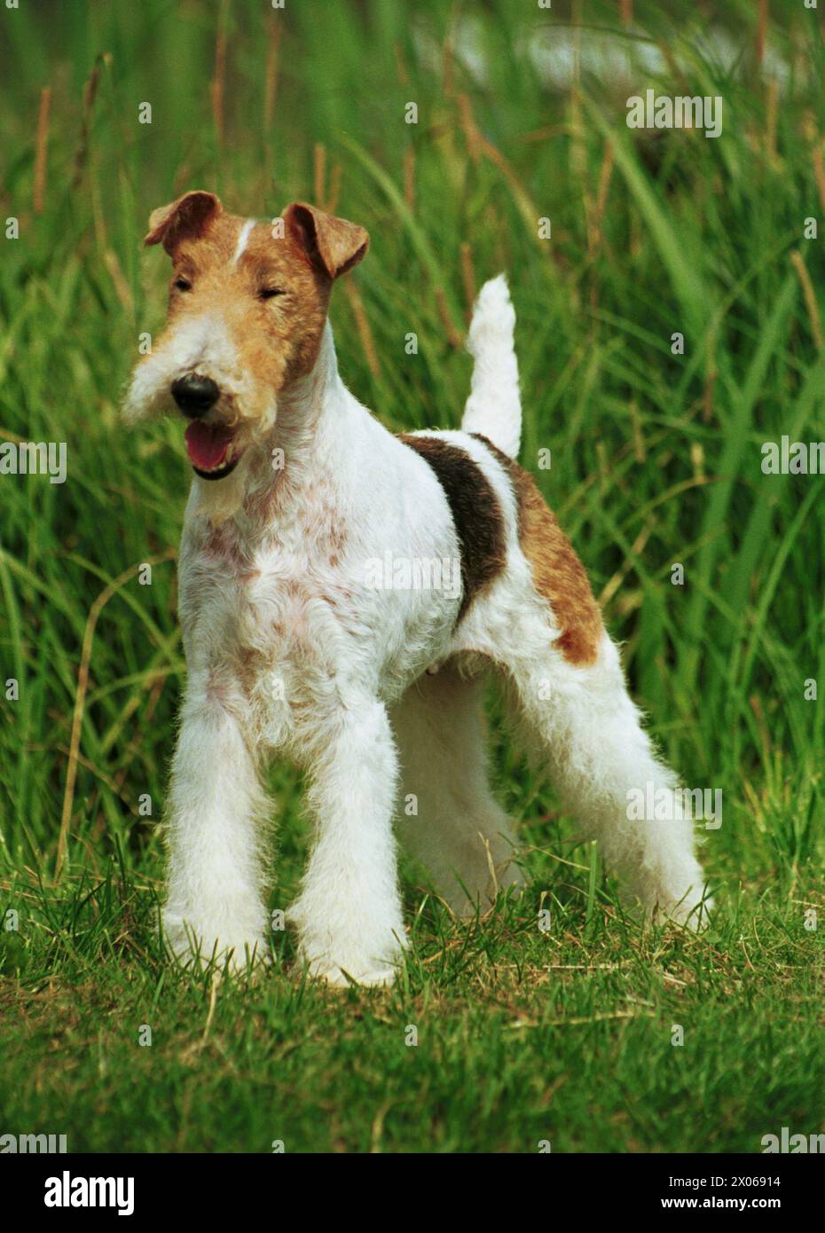 Wire Haired Fox Terrier White with Black and Tan Facing Forwards Stock Photo