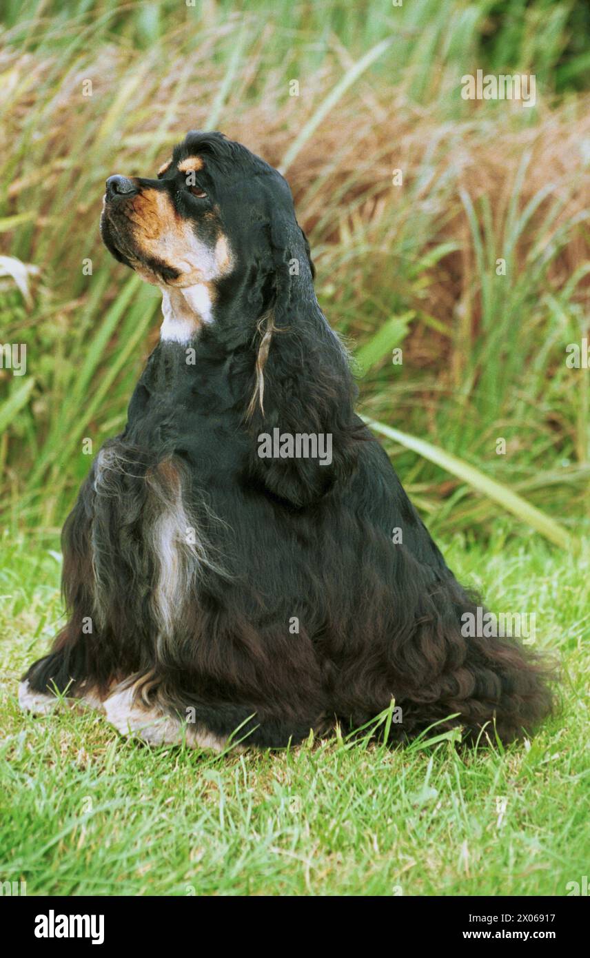 American Cocker Spaniel Black and White Dog Sitting in Long Grass Stock Photo